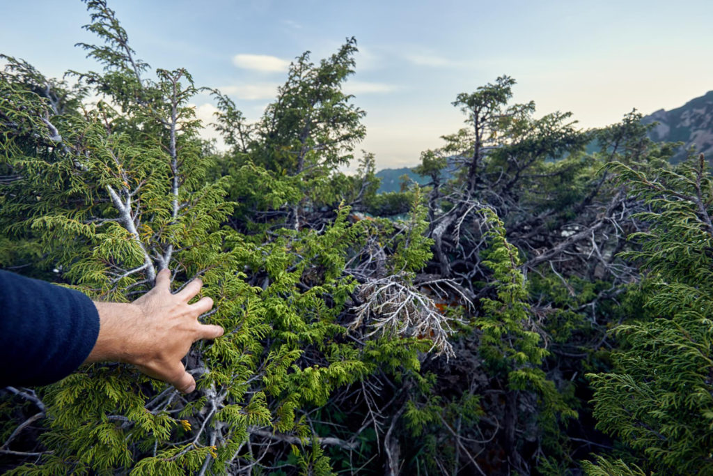 Curso de Repoblación Forestal: Restaura la Naturaleza y Aprende Técnicas Silvícolas